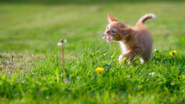 Cat Green Grass Wallpaper