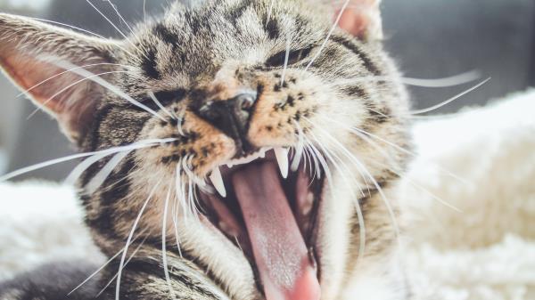 Cat Grin Muzzle Aggression Wallpaper