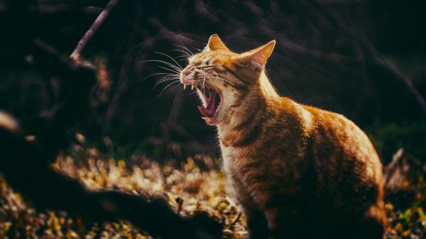 Cat Grin Yawn Wallpaper