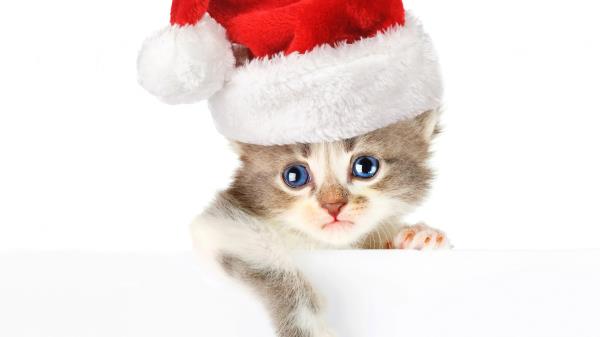Cat Hat Face Beautiful Wallpaper