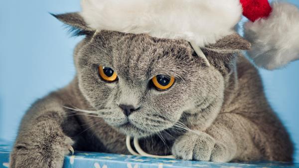 Cat Hat New Year Nice Wallpaper