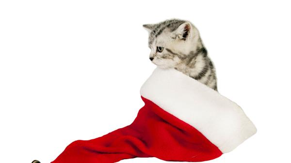 Cat Hat Sit Wallpaper