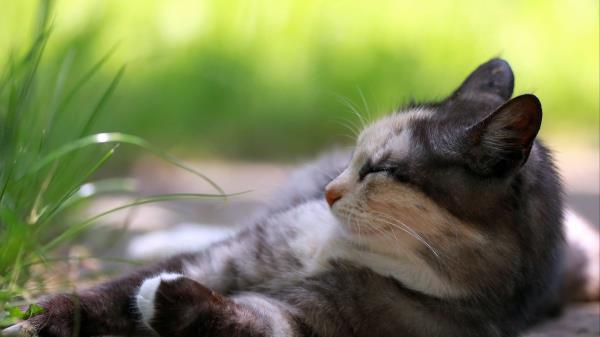 Cat Holiday Grass Wallpaper