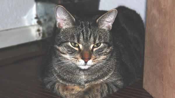Cat Home Lying Striped Wallpaper