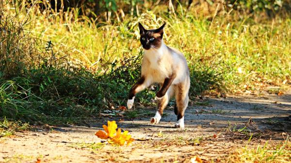 Cat Jump Grass Run Wallpaper
