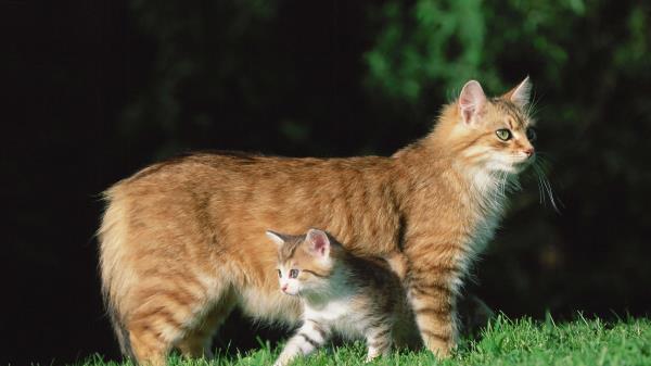 Cat Kitten Grass Wallpaper