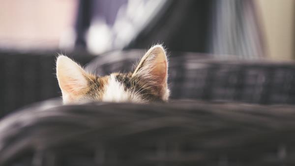 Cat Kitty Ears Wallpaper
