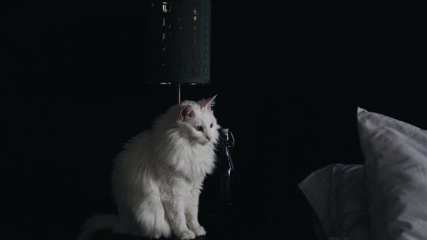 Cat Lamp Fluffy Wallpaper