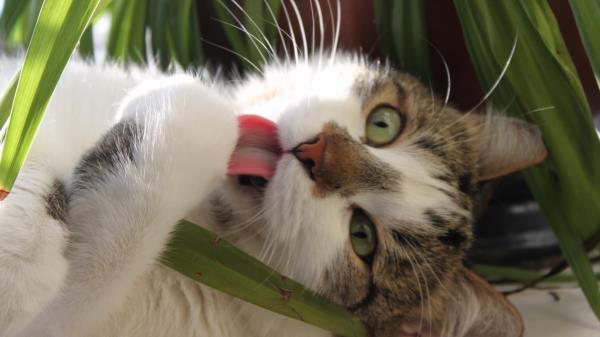 Cat Leaves Grass Lie Wallpaper
