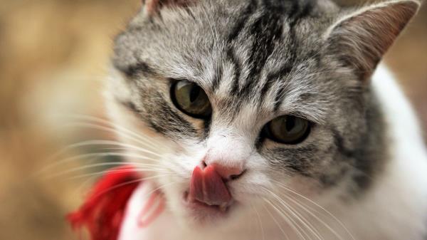 Cat Licking Muzzle Wallpaper