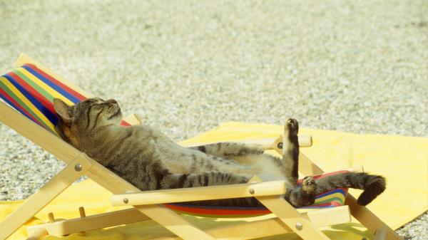 Cat Lie Lounge Beach Funny Wallpaper