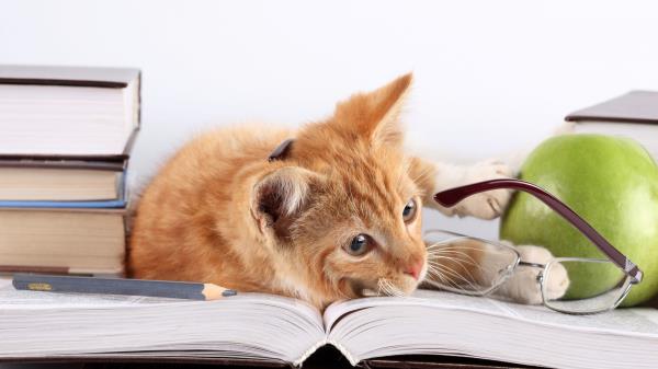 Cat Lies Books Apple Glasses Pencil Wallpaper