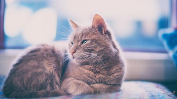 Cat Lies Gray Wallpaper