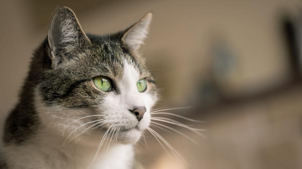 Cat Look Muzzle Wallpaper