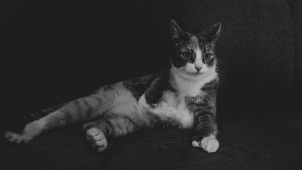 Cat Lying Bw Funny Wallpaper