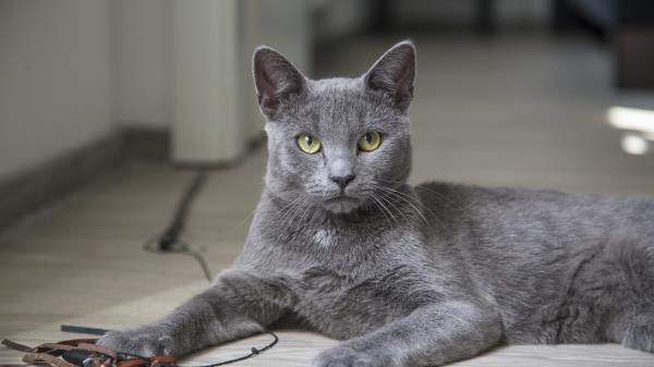Cat Lying Gray Wallpaper