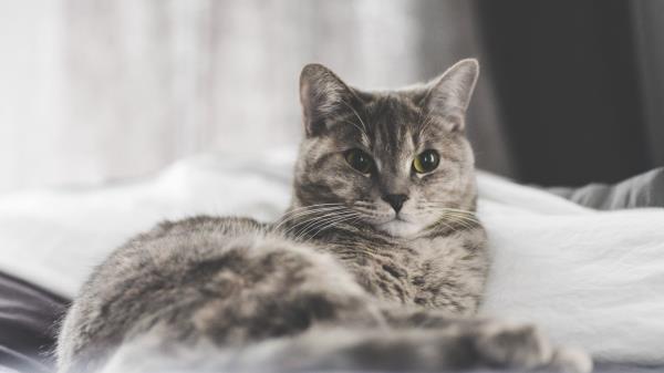Cat Lying Home Wallpaper