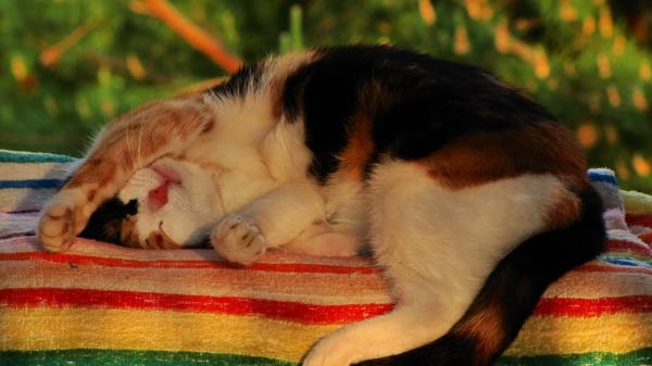 Cat Lying Legs Eyes Wallpaper