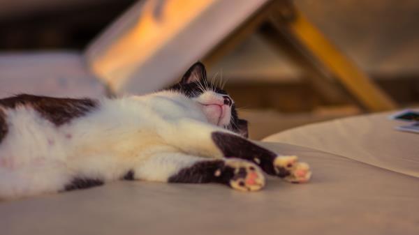 Cat Lying Spotted Paws Wallpaper