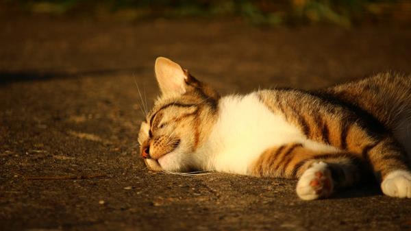 Cat Lying Striped Sunlight Wallpaper