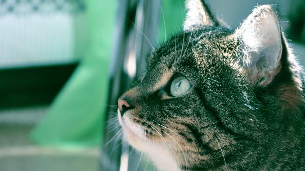 Cat Muzzle Background Bathroom Profile Thick Wallpaper