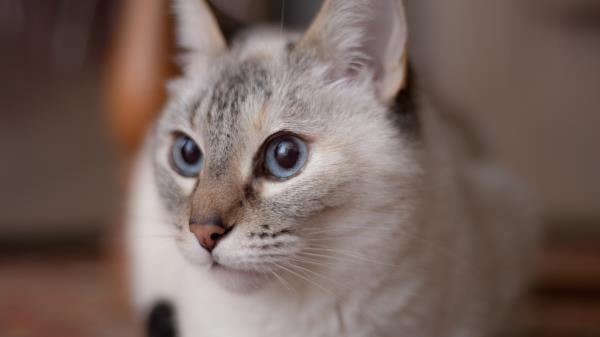Cat Muzzle Blue Eyes Wallpaper