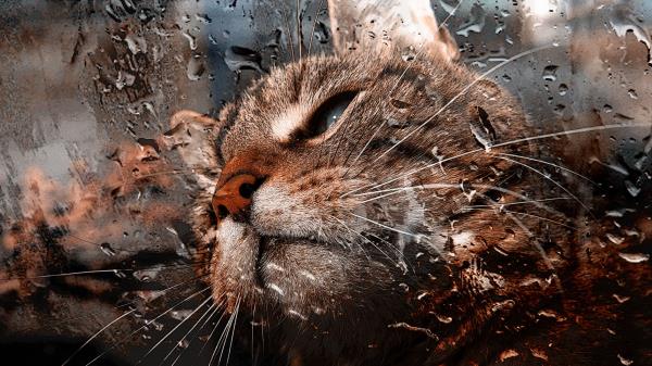 Cat Muzzle Drops Wallpaper