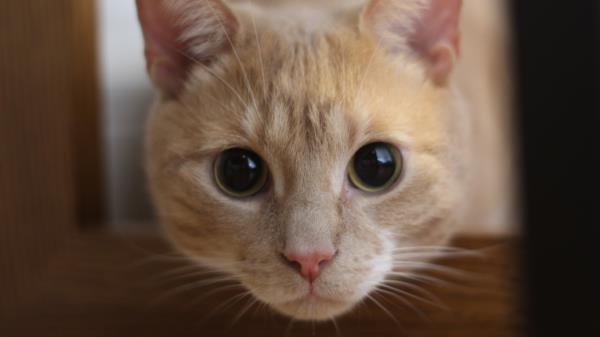 Cat Muzzle Eyes Look Wallpaper
