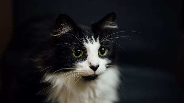 Cat Muzzle Fluffy Bw Wallpaper
