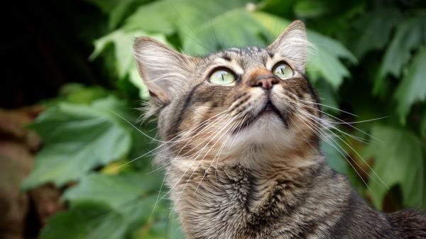 Cat Muzzle Fluffy Gaze Up wallpaper