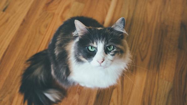 Cat Muzzle Fluffy Image Wallpaper