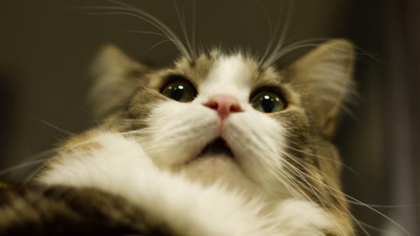 Cat Muzzle Fluffy Img Wallpaper
