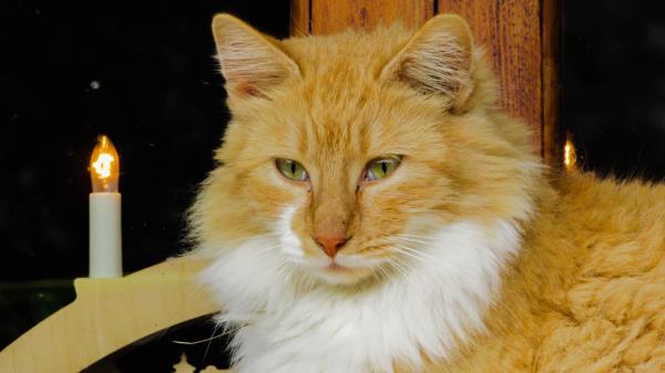Cat Muzzle Fluffy Sight Wallpaper