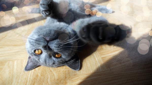 Cat Muzzle Foot Playful Light Glare Wallpaper