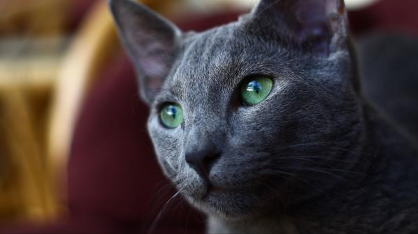 Cat Muzzle Gray Wallpaper