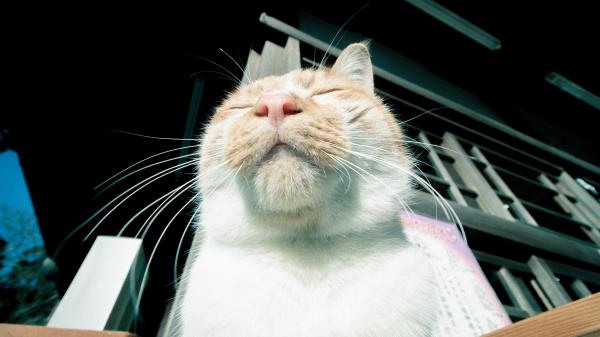 Cat Muzzle Happy Wallpaper