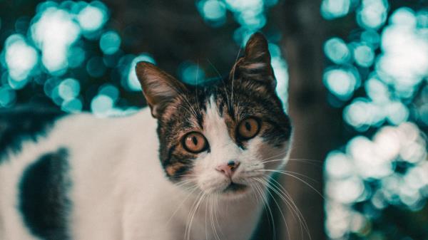 Cat Muzzle Look Glare Blur Wallpaper