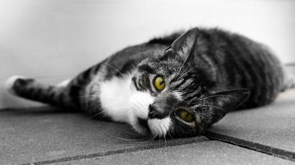 Cat Muzzle Look Image Wallpaper