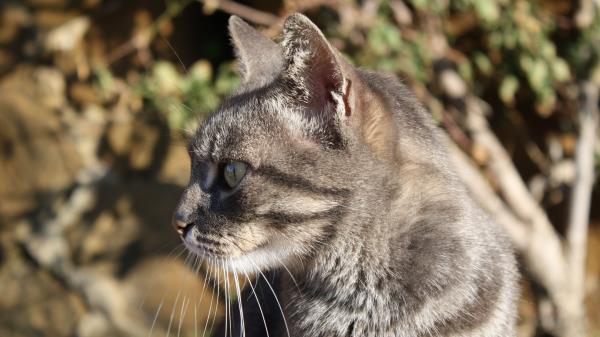 Cat Muzzle Look Watch White Striped Wallpaper