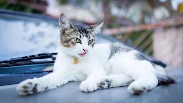 Cat Muzzle Lying Bell Wallpaper