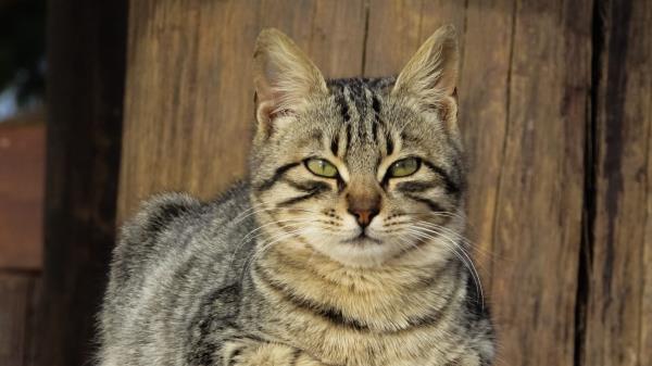 Cat Muzzle Lying Kitten Wallpaper