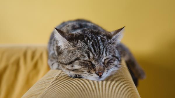 Cat Muzzle Lying Striped Wallpaper