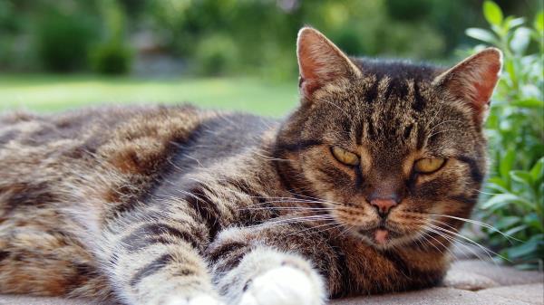 Cat Muzzle Lying Tabby Wallpaper