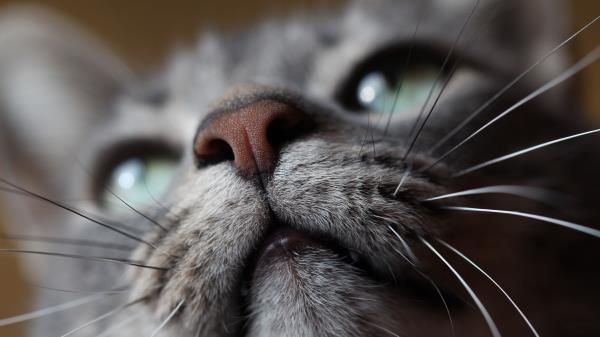 Cat Muzzle Nose Mustache Wallpaper