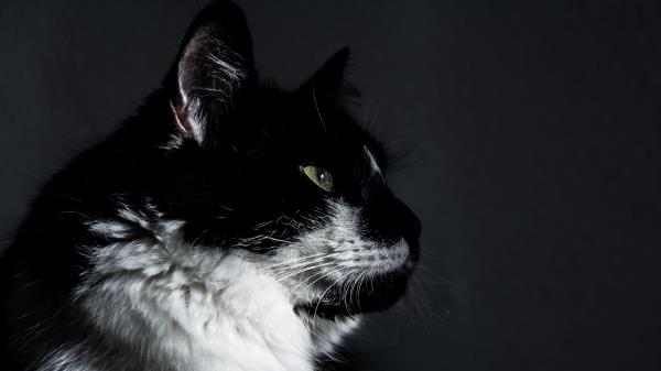 Cat Muzzle Profile Wallpaper
