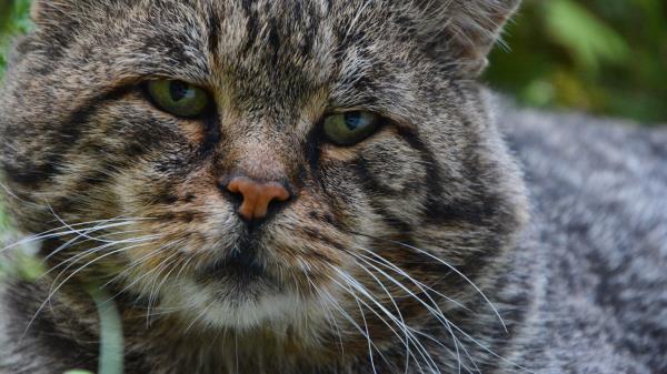 Cat Muzzle Sad Wallpaper