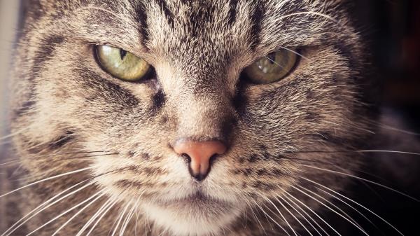 Cat Muzzle Severe Look Wallpaper