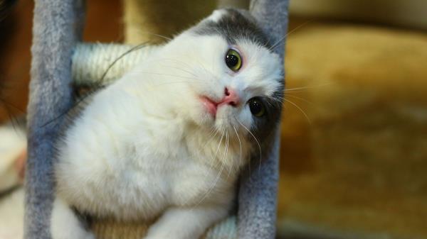 Cat Muzzle Sitting Playful Wallpaper