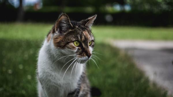 Cat Muzzle Sitting Wallpaper