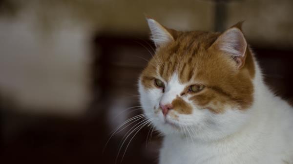 Cat Muzzle Spotted Wallpaper